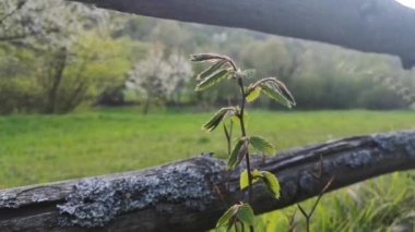 Rüzgarda dağdaki genç bitkiler