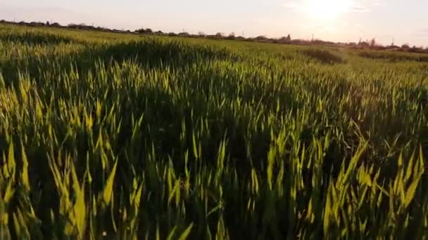 석양이 시간에 곡식을 수확하는 — 비디오