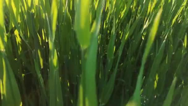 석양이 시간에 곡식을 수확하는 — 비디오
