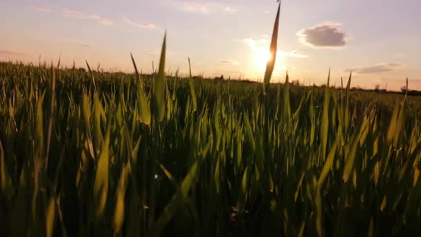 Champ Avec Une Nouvelle Récolte Céréales Heure Coucher Soleil — Video