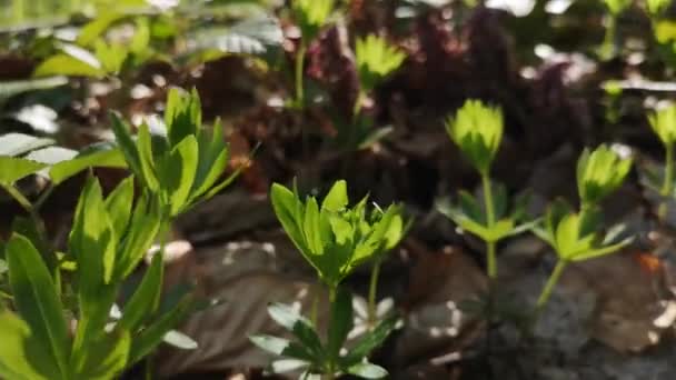 Jovens Plantas Uma Floresta Montanha Vento — Vídeo de Stock