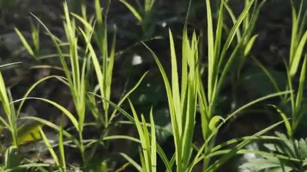 바람에 실려가는 산속의 식물들 — 비디오