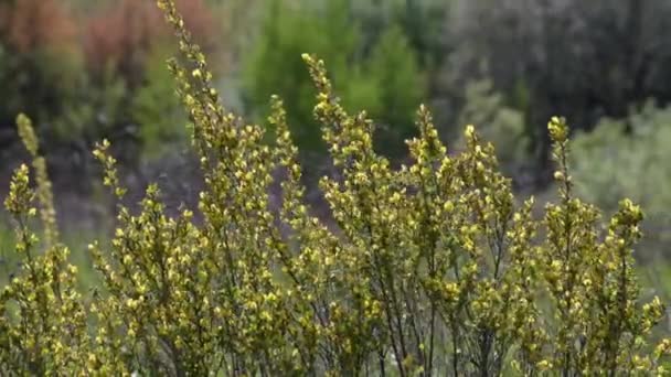 Jonge Planten Een Bergbos Wind — Stockvideo