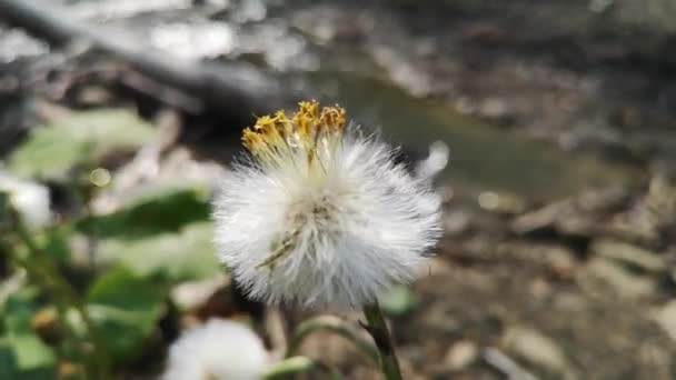 Bright Fluffy Dandelions Mountain Forest Spring — Stock Video