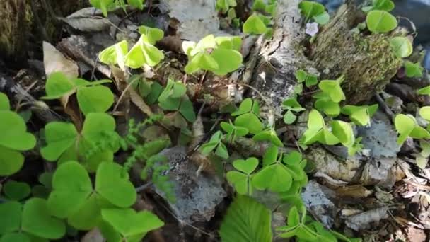 Fiatal Növények Hegyi Erdőben Szélben — Stock videók