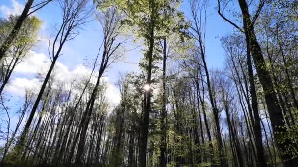 Soleil Brille Travers Couronne Hêtres Dans Une Forêt Montagne — Video