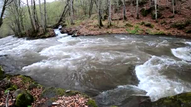 Rivière Coulant Dans Une Forêt Montagneuse Printanière — Video