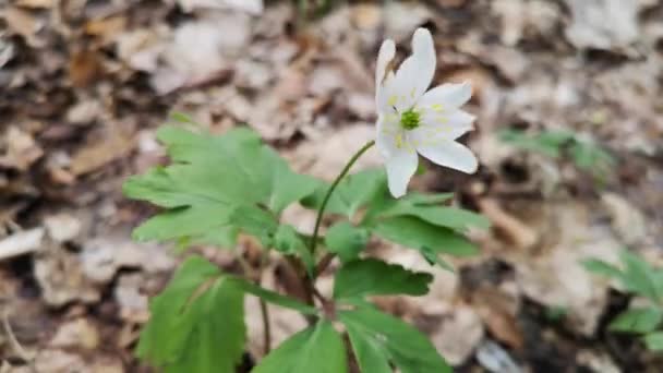 Blooming Anemone Sways Wind Bank Mountain River — Stock Video