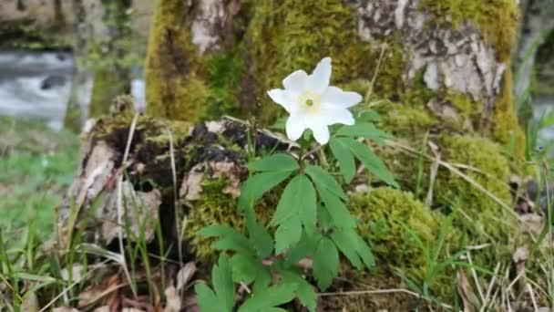 Floreciente Anémona Balancea Viento Orilla Río Montaña — Vídeos de Stock