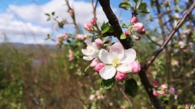 Karpatya dağlarında çiçek açan ağaç dalları