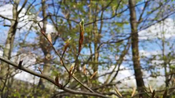 Kvetoucí Větev Stromu Karpatských Horách — Stock video