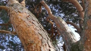 Baharda birden fazla gövdesi olan büyük bir çam ağacı.