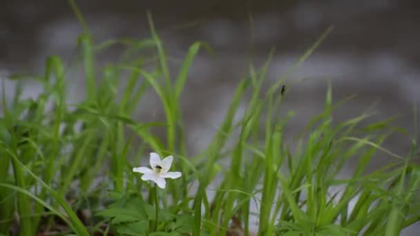 Blooming Anemone Sways Wind Bank Mountain River — Stock Video