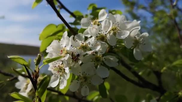 Лісові Мурахи Дикій Природі — стокове відео