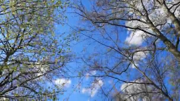 Spring Landscape Sunny Day Mountain Forest — Stock Video