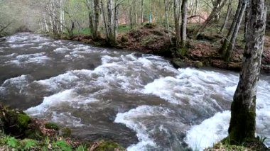 Dağlık bir bahar ormanında akan nehir.