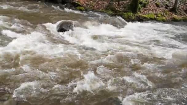 Fiume Che Scorre Una Foresta Primaverile Montagna — Video Stock