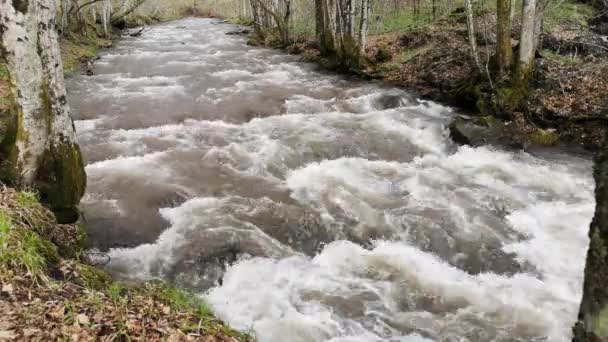 Fufull Stromende Rivier Een Berg Voorjaar Bosstromende Rivier Een Berg — Stockvideo