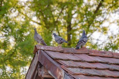 Döşeme çatısında genç güvercinlerin ailesi