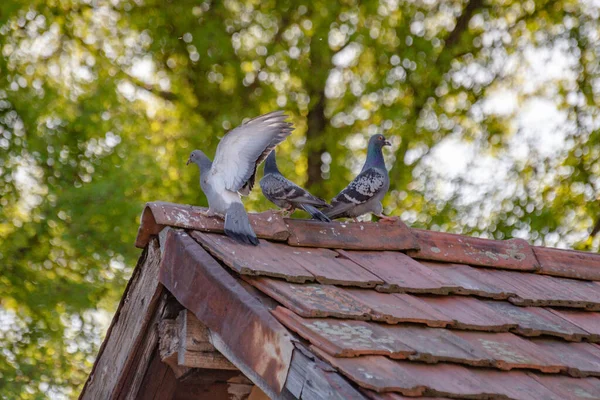 Fiatal Galambok Családja Csempézett Tetőn — Stock Fotó