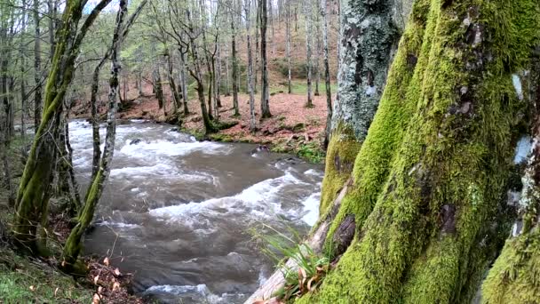 Vol Stromende Rivier Een Berg Voorjaar Woud — Stockvideo