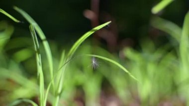 Genç çimenlerin üzerinde güneşin güzel oyunu
