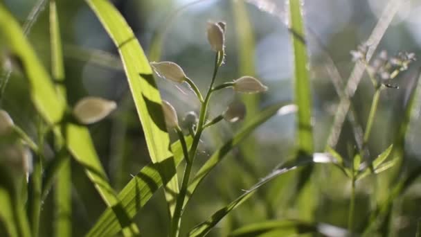 Cephalanthera Longifolia Frühlingswald — Stockvideo