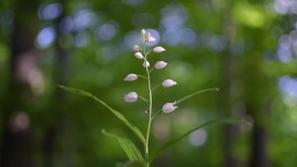 Cephalanthera Longifolia Весеннем Лесу — стоковое видео