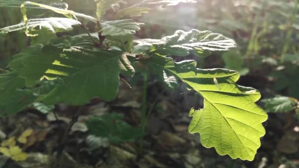 Young Green Leaves Oak — Stock Video