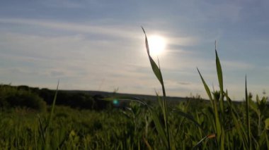 Genç çimenlerin üzerinde güneşin güzel oyunu