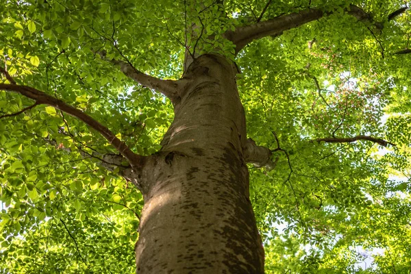 Fagul European Pădurea Munte Primăvară — Fotografie, imagine de stoc