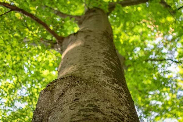 Fagul European Pădurea Munte Primăvară — Fotografie, imagine de stoc