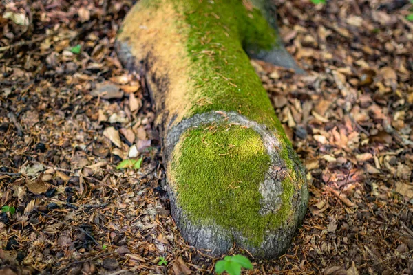 Faia Europeia Floresta Montanha Primavera — Fotografia de Stock