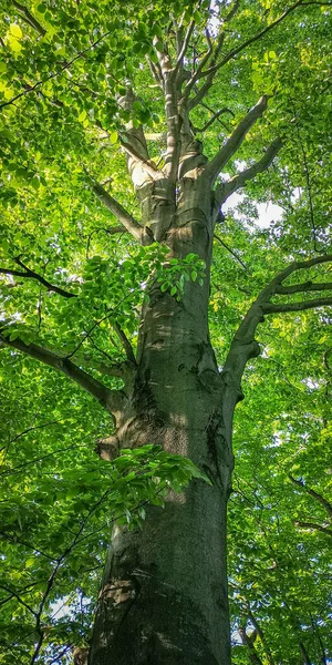 Faia Europeia Floresta Montanha Primavera — Fotografia de Stock