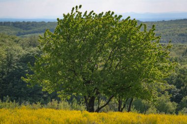 Yalnız ağaçla güneşli bahar manzarası