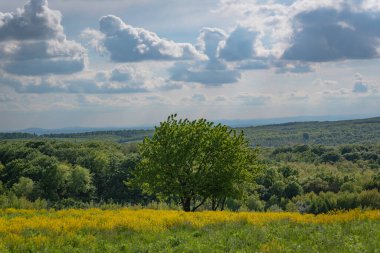 Yalnız ağaçla güneşli bahar manzarası