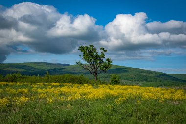 Yalnız ağaçla güneşli bahar manzarası