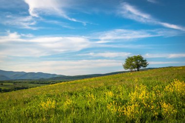Yalnız ağaçla güneşli bahar manzarası