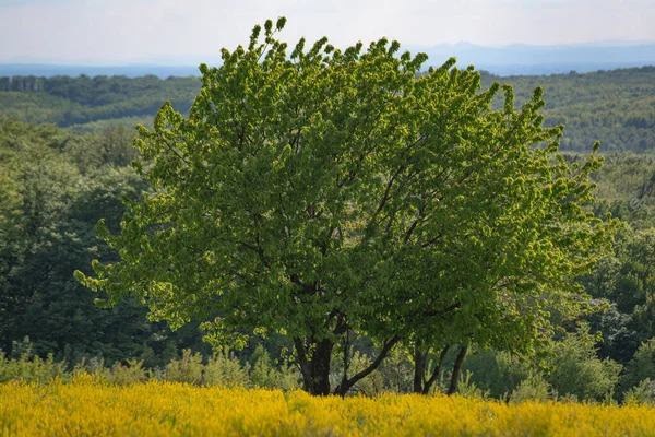 Yalnız ağaçla güneşli bahar manzarası