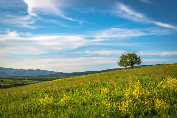 Paisaje Soleado Primavera Con Árbol Solitario —  Fotos de Stock