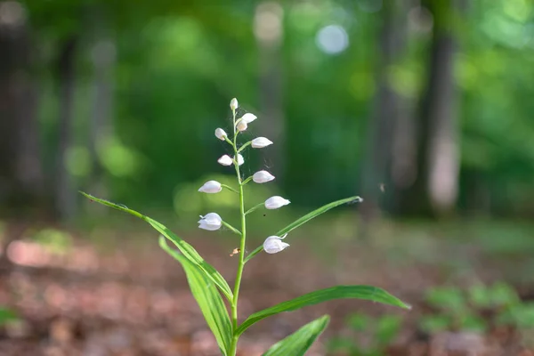 Cephalanthera Longifolia Vårskogen — Stockfoto