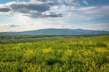 Bir traktörün tarlayı sürdüğü bahar manzarası
