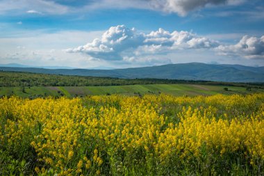 Karpat Dağları vadisinde bahar manzarası