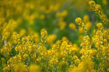 Yağ tohumu tarlada tecavüz çiçeği açıyor.
