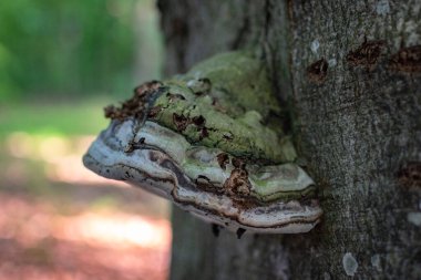 Chaga mantarı ağaçta yetişiyor.