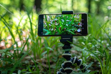 Ormanda akıllı bir telefonla orkide çekmek.