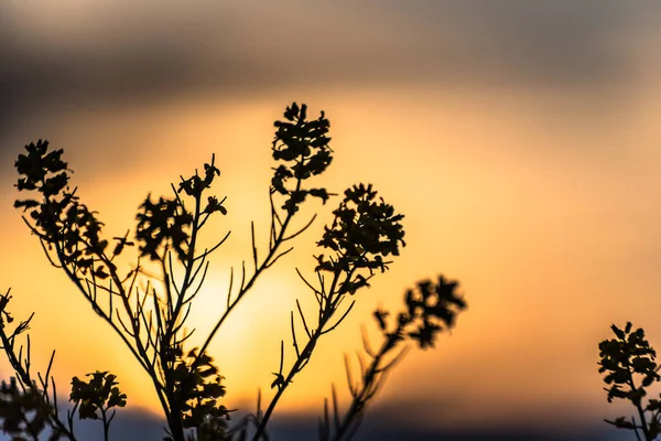 Silhouette Plant Sunset Background — Stock Photo, Image