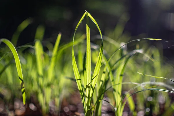 Prachtig Spel Van Zon Een Jong Gras — Stockfoto