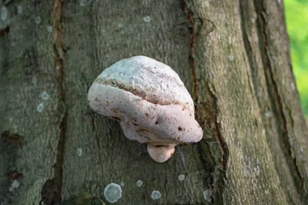 Chaga Gomba Egy Fán — Stock Fotó