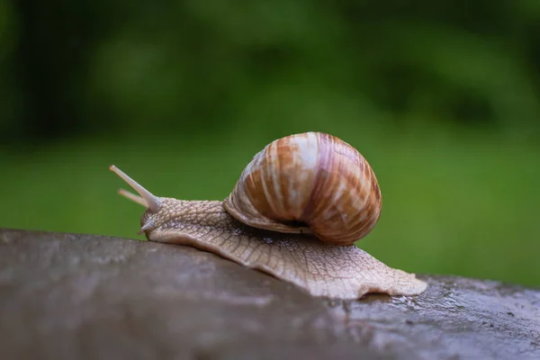 Gros Escargot Rampant Sur Une Pierre Mouillée — Photo